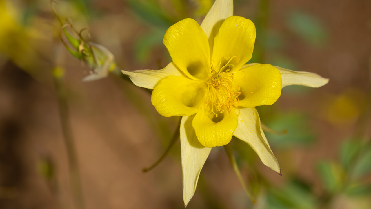 Flower in the pollinator garden.