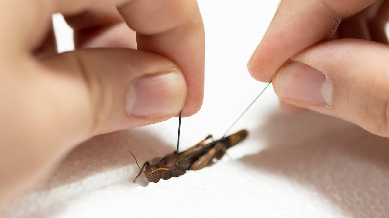 Grasshopper under examination by students and their professor.