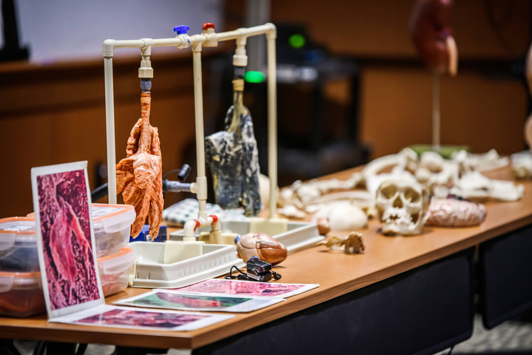 Display of lungs at an academic exploration day session.